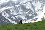 Parc Merlet in Les Houches for wild animals