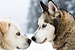 Portes du Soleil dog